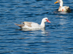 Cairina moschata domestica