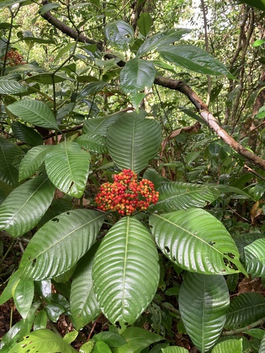 Psychotria limonensis, 2023-10-09