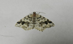 Macaria signaria