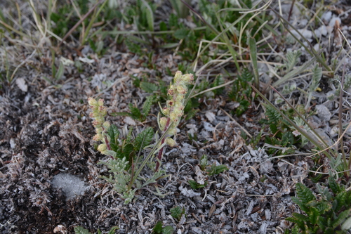 Artemisia borealis iNat (2)