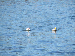 Cairina moschata domestica