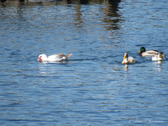 Cairina moschata domestica