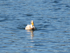 Cairina moschata domestica