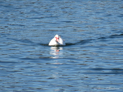 Cairina moschata domestica