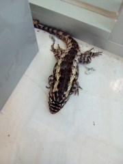 Sceloporus spinosus