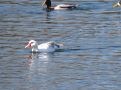 Cairina moschata domestica