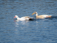Cairina moschata domestica