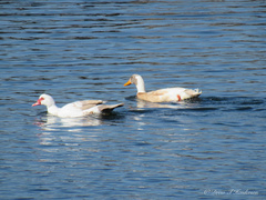 Cairina moschata domestica
