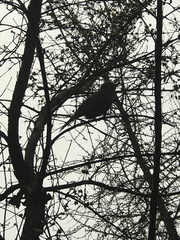 Hypsipetes amaurotis