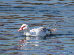 Cairina moschata domestica