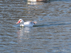 Cairina moschata domestica