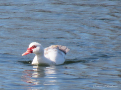 Cairina moschata domestica