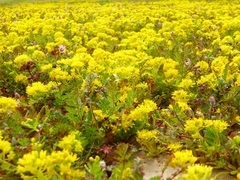 Lepidium flavum felipense