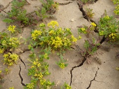 Lepidium flavum felipense