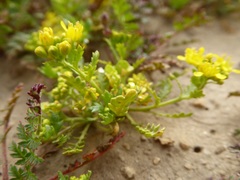 Lepidium flavum felipense