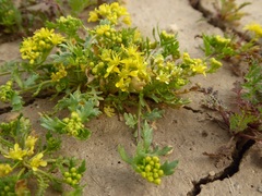 Lepidium flavum felipense