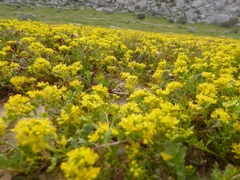 Lepidium flavum felipense