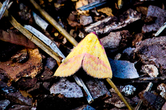 Phytometra rhodarialis