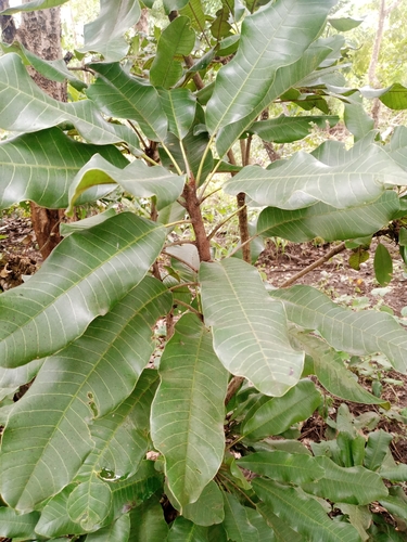 Shea Tree