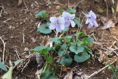 Viola grypoceras