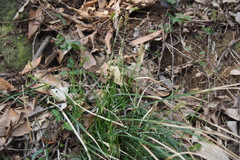 Carex conica