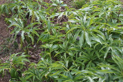 Arisaema thunbergii urashima