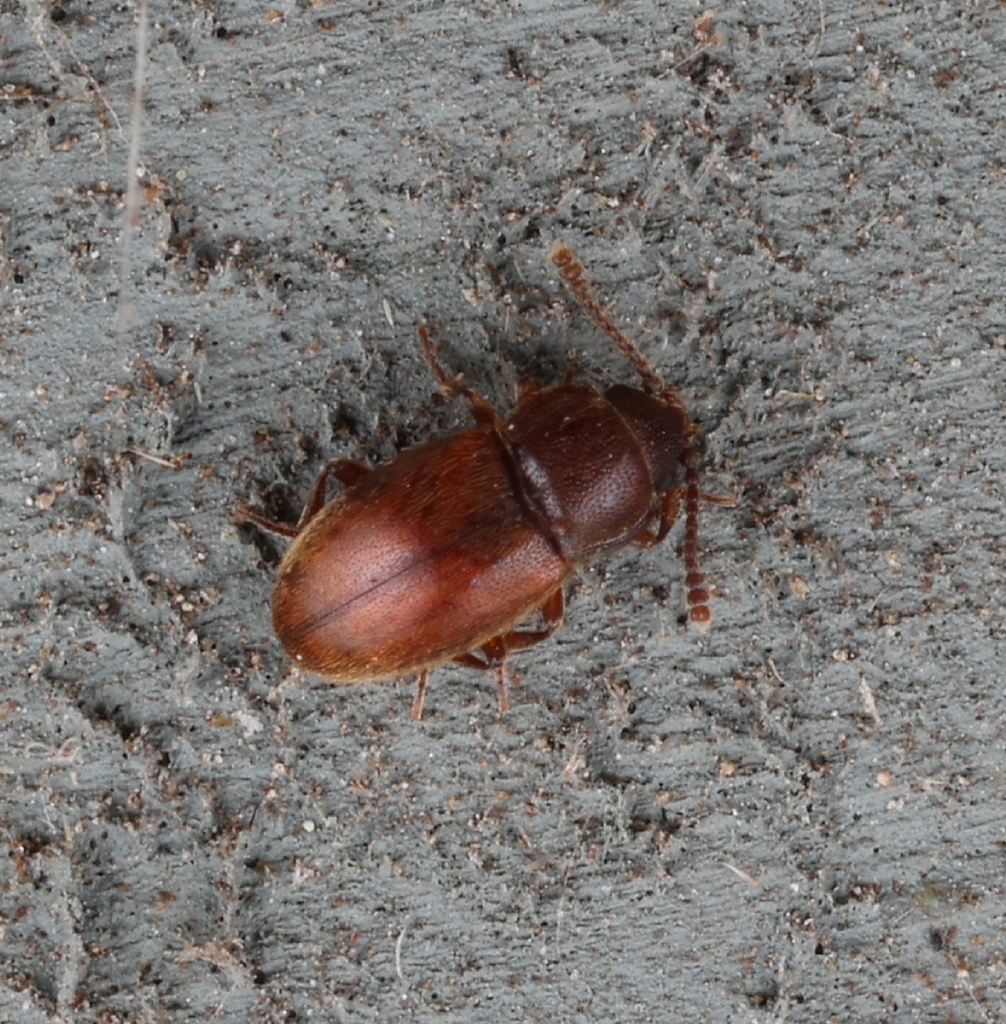 Cryptophagus from Carlisle, MA 01741, USA on October 8, 2023 at 08:58 ...