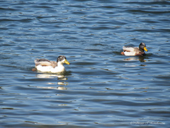 Anas platyrhynchos domesticus