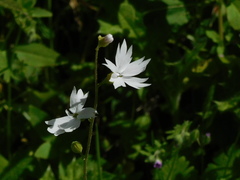Lithophragma