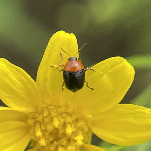 Lexiphanes teapensis