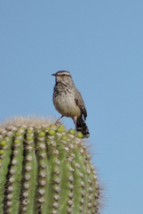 Campylorhynchus brunneicapillus