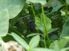 Nerodia rhombifer
