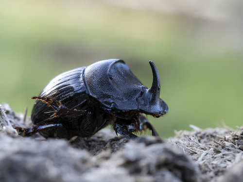 Spanish Dung Beetle