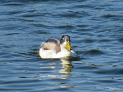 Anas platyrhynchos domesticus