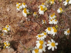 Thymophylla concinna