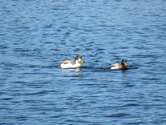 Anas platyrhynchos domesticus