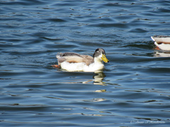 Anas platyrhynchos domesticus