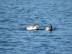 Anas platyrhynchos domesticus