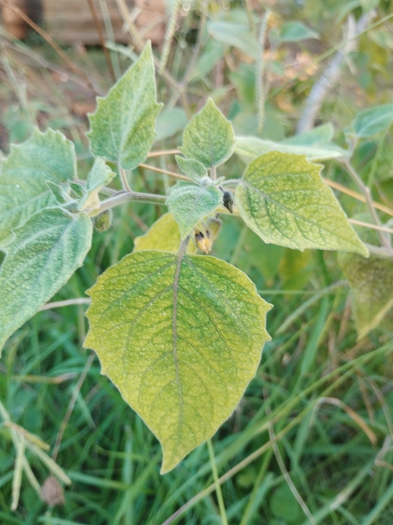 Cape gooseberry from Lisboa, Portugal on September 29, 2023 at 0327 PM