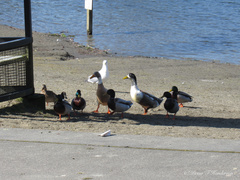 Anas platyrhynchos domesticus