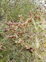 Condalia globosa