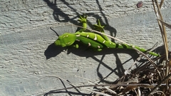 Naultinus elegans