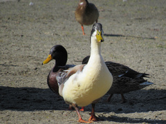 Anas platyrhynchos domesticus