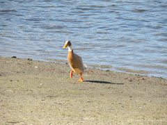 Anas platyrhynchos domesticus