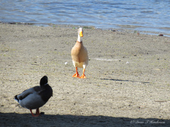 Anas platyrhynchos domesticus