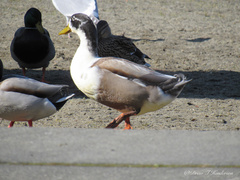 Anas platyrhynchos domesticus