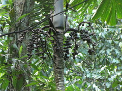 Socratea salazarii