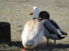 Anas platyrhynchos domesticus