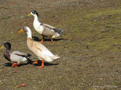 Anas platyrhynchos domesticus