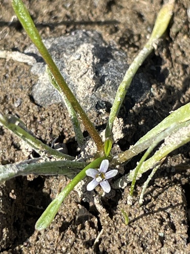 Owyhee mudwort (Limosella acaulis)